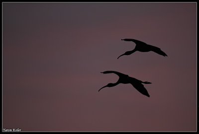 glossy ibis 1