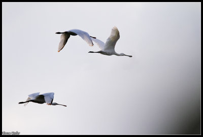 Spoonbill 1