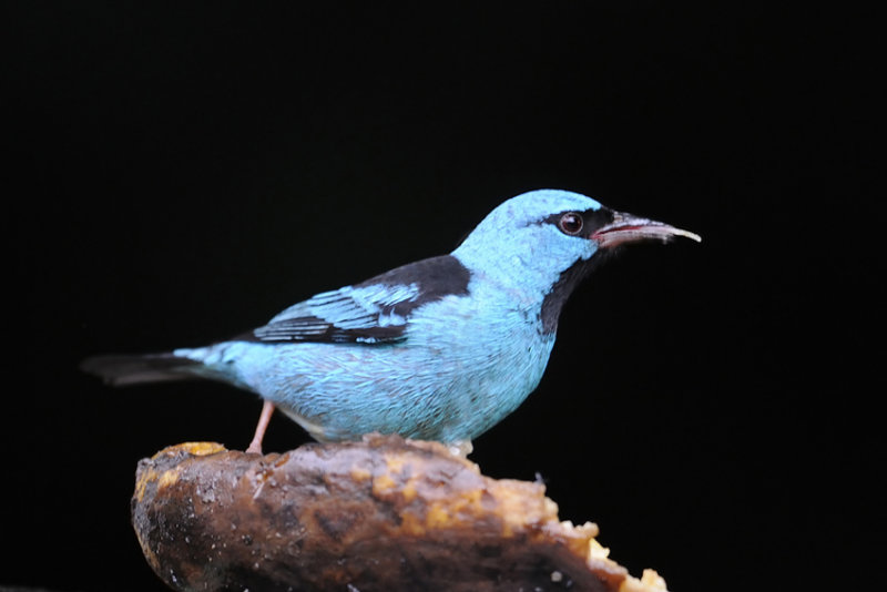 Blue Dacnis