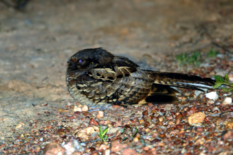 Unknown Nightjar - Pantanal