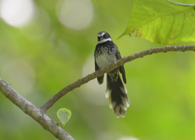 Arafura Fantail 