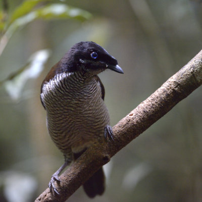 Western Parotia female (bird of Paradise)