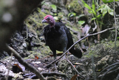 Bruijns Brush-turkey