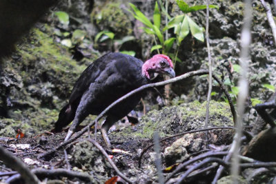 Bruijns Brush-turkey