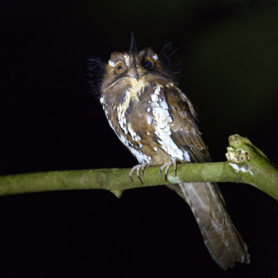 Feline Owlet-nightjar 