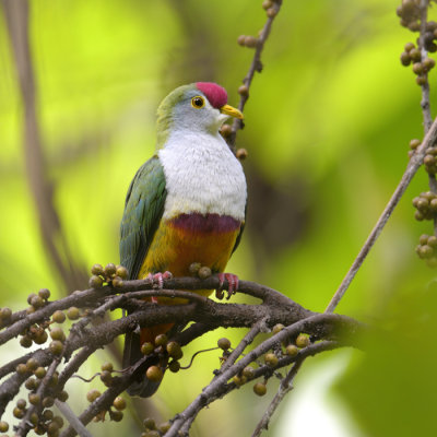 Beautifull Fruit-dove