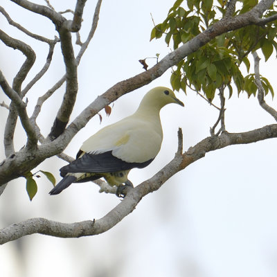 Pied Imperial Pigeon -Torres Strait race 