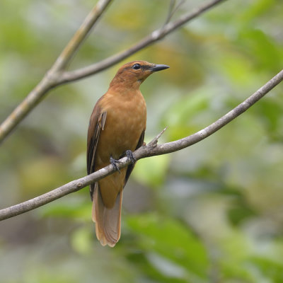 New Guinea Cuckoo-shrike - female
