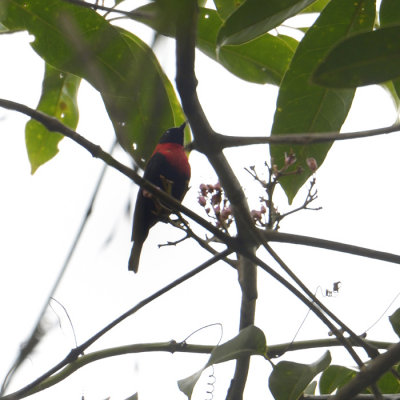 Red-Collared Myzomela