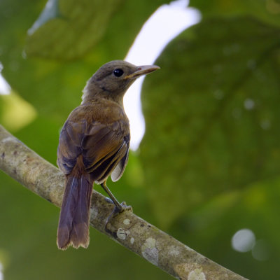 Variable Pitohui - juvenile