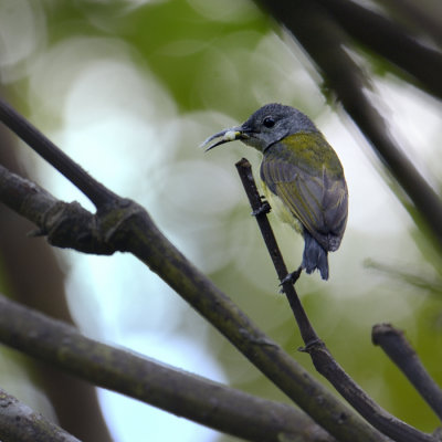 Black Sunbird - female