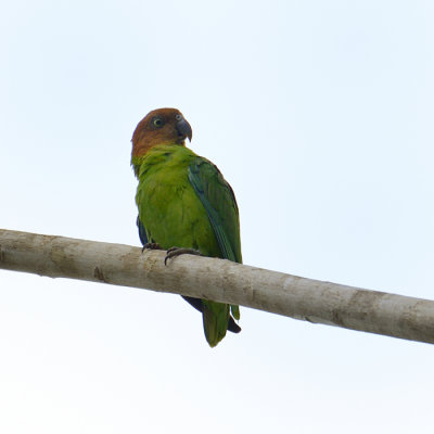 Red-cheeked Parrot - female