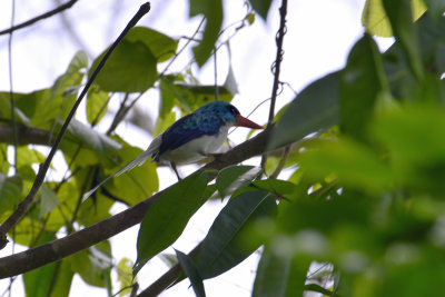 Biak Paradise Kingfisher