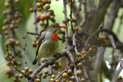 Olive-Crowned Berrypecker