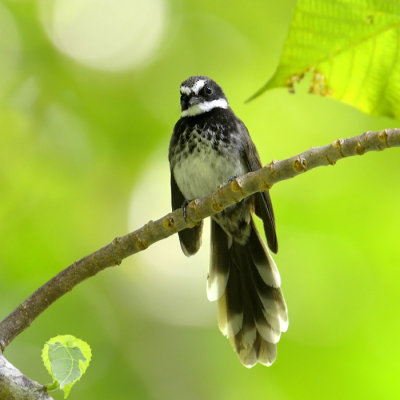 White-bellied Thicket-Fantail