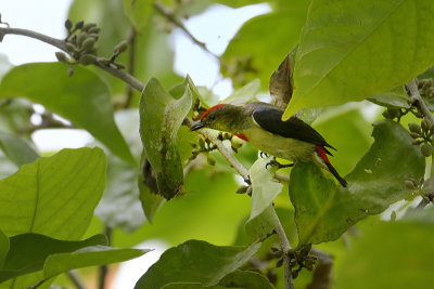 Red-capped (Papuan) Flowerpecker