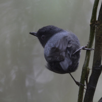 Blue-gray Robin