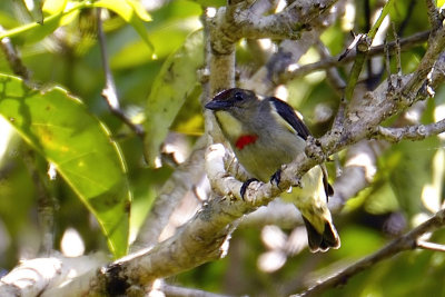 Red-capped or Papuan Flowerpecker