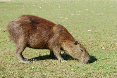 Capybara - Brazil