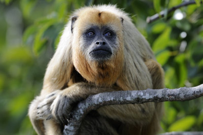 Gold Howler - Brazil