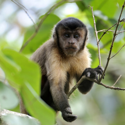 Brown Capuchin
