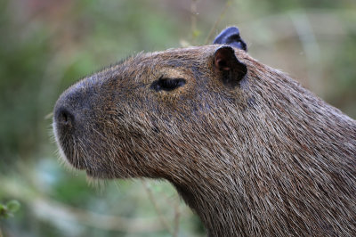 Capybara - Brazil