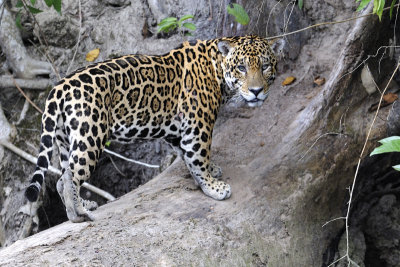 Jaguar - Amazonas - Brazil