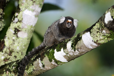 Rio Acari Marmoset - Brazil