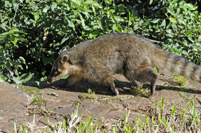Coati - Brazil