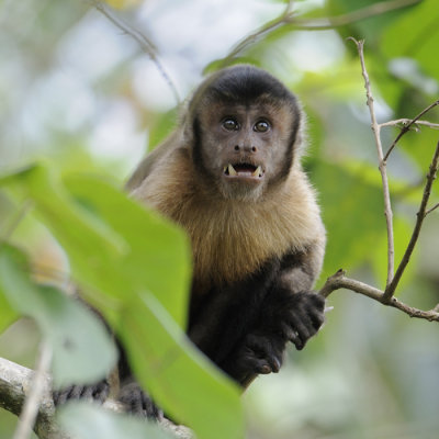 Brown Capuchin - Brazil