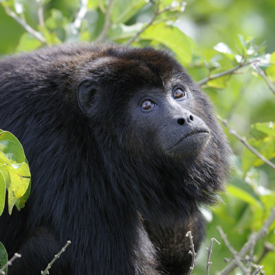 Black Howler - Brazil