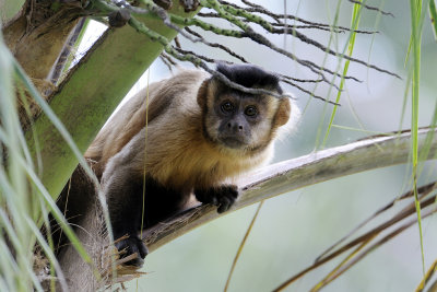 Brown Capuchin