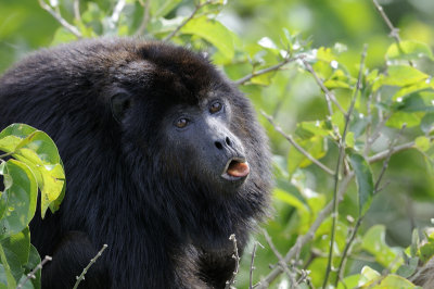 Black Howler - Brazil