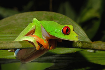 Red-eyed Tree Frog - Costa Rica