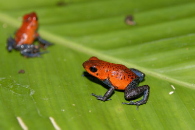 Blue-jeans Frog or Strawberry Poison-dart Frog - Costa Rica