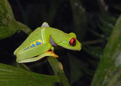 Red-eyed Tree Frog 