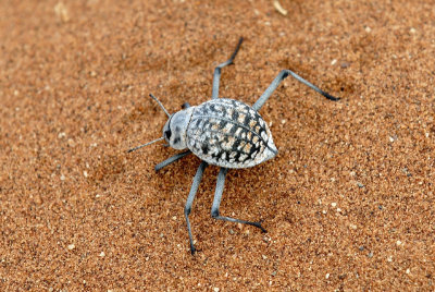 Tenebrionid beetle - Sossuvlei Namibia