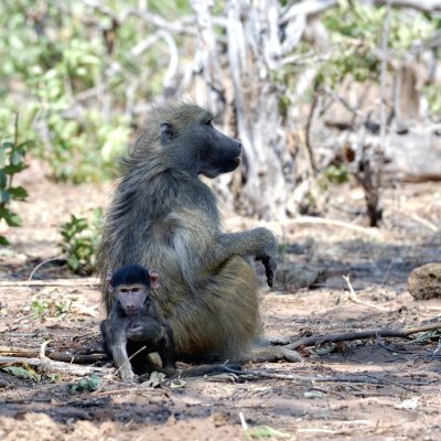 Baboon in Botswana