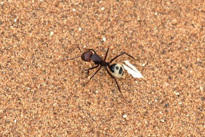 Namib dune Ant in the desert of Sossuvlei - Namibia.jpg