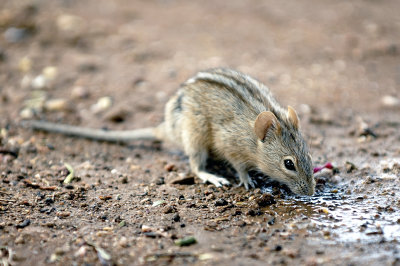 Four striped grass mouse in the desert of Sossuvlei - Namibia