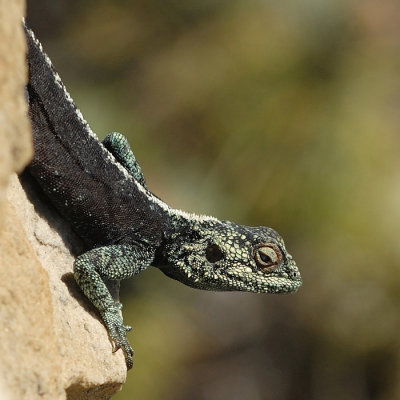 Southern Rock Agama - Capetown - South Africa