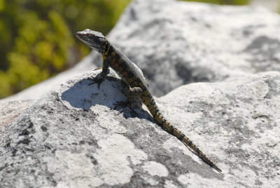 Cape Point Lizard - Capetown - South Africa