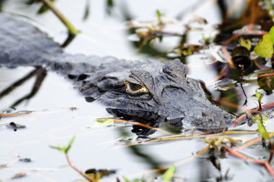 Cayman - Pantanal - Brazil