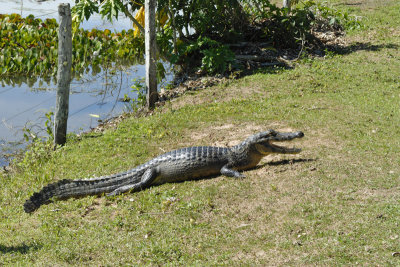 Cayman - Pantanal - Brazil