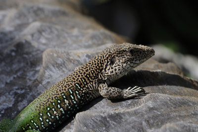 Ameiva Ameiva lizzard - Pantanal - Brazil