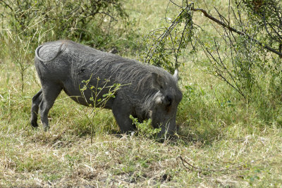 African wild pig - Botswana