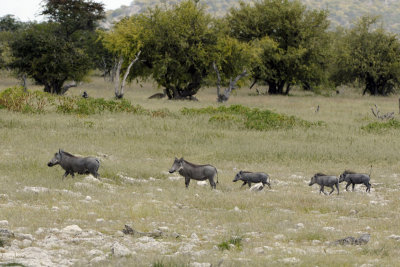 African wild pigs - Botswana