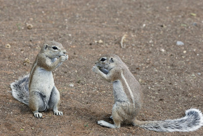 Ground Squirrel - Namibia