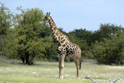 Giraffe - Namibia
