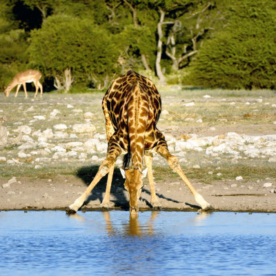 Giraffe - Namibia